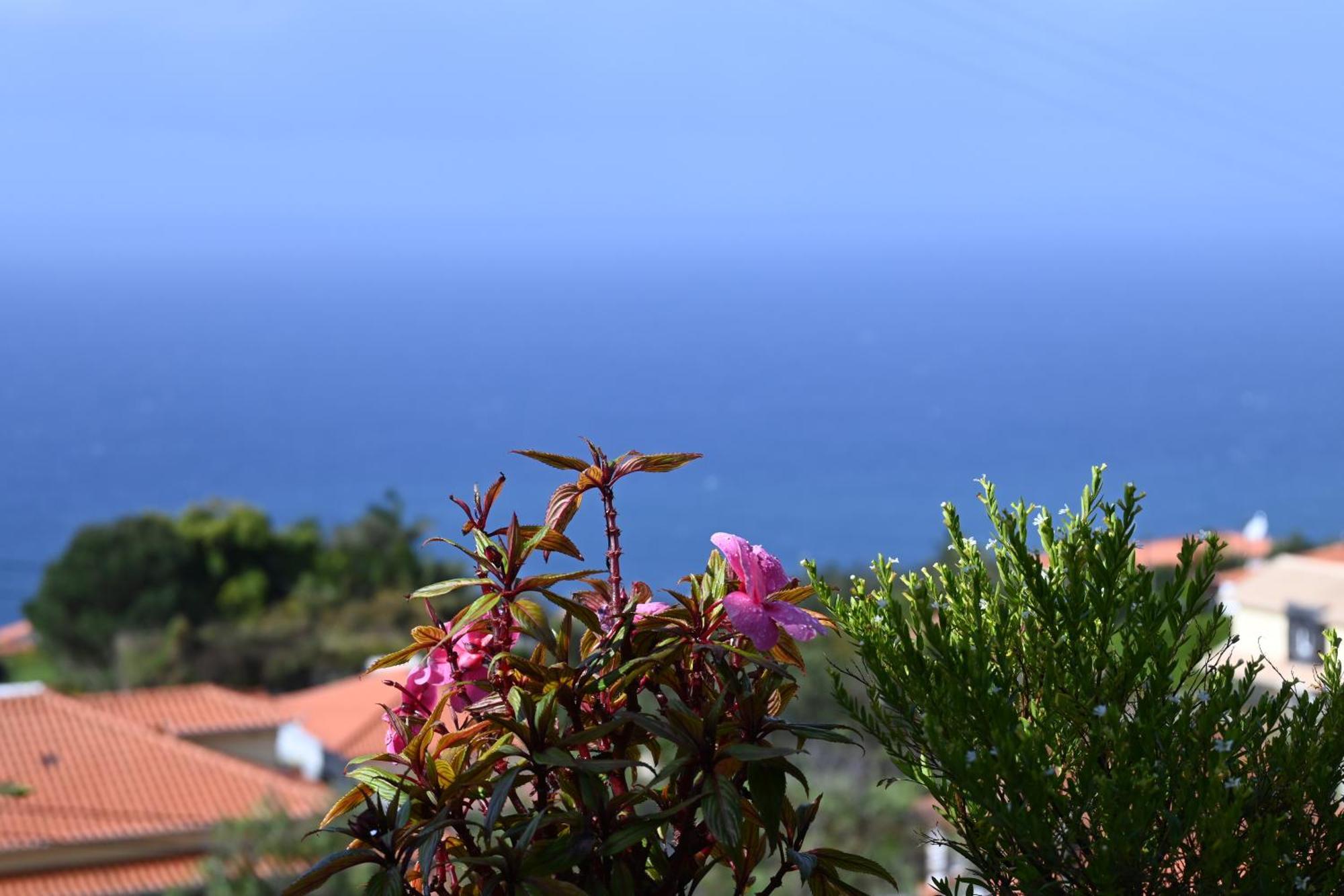 Vista Romantica Madeira アルコ・ダ・カリェタ エクステリア 写真